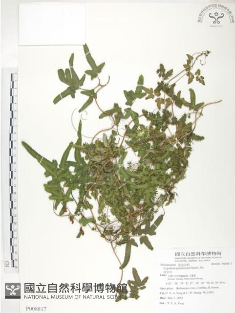 海金沙藏品圖，第1張