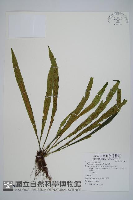 劍葉鐵角蕨、箭葉鐵角蕨藏品圖，第1張