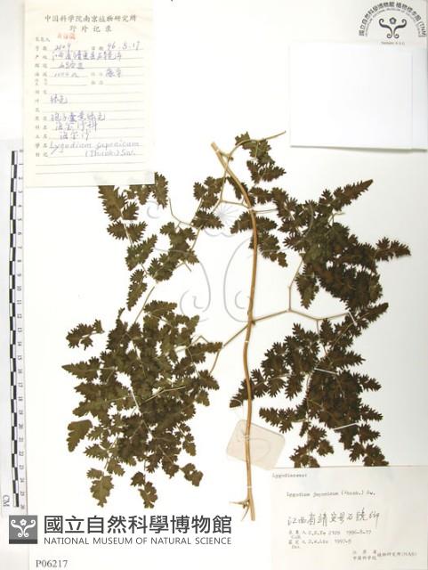 海金沙藏品圖，第1張