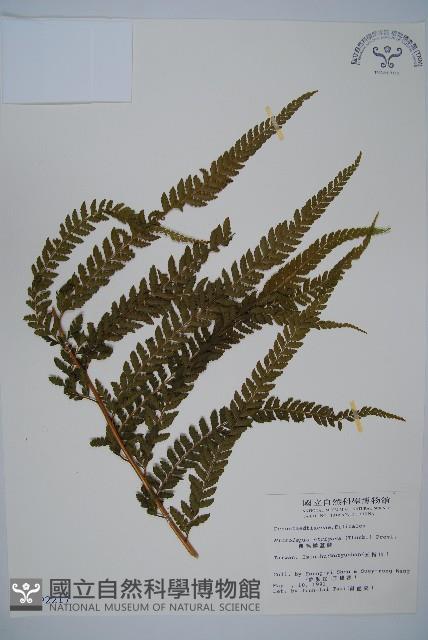 粗毛鱗蓋蕨藏品圖，第1張