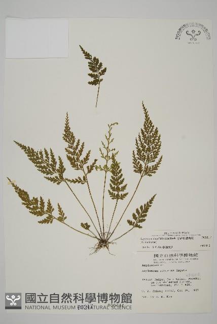 骨碎補鐵角蕨藏品圖，第1張