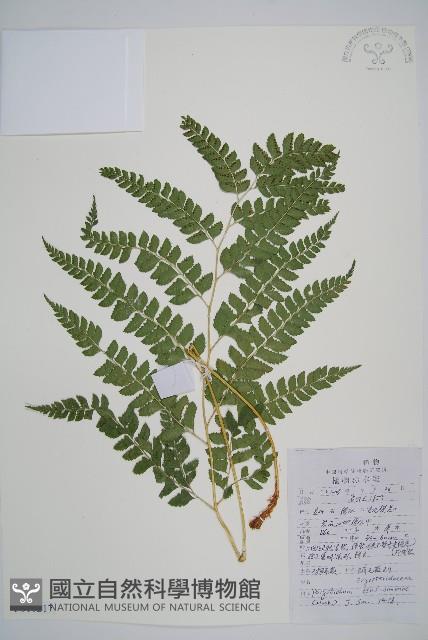 馬祖耳蕨藏品圖，第1張