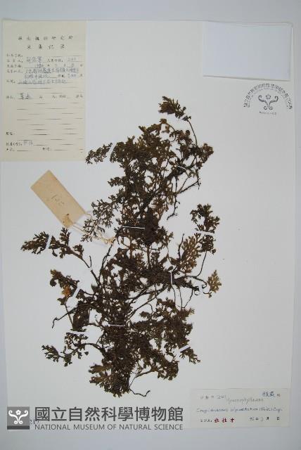 南洋假脈蕨藏品圖，第1張