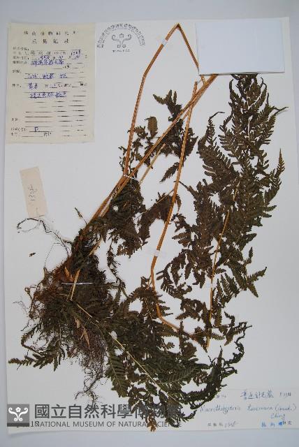 普通針毛蕨藏品圖，第1張
