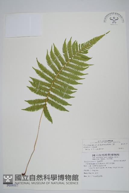 密毛毛蕨藏品圖，第1張