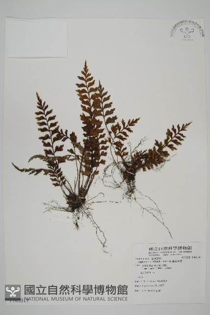 毛軸鐵角蕨藏品圖，第1張