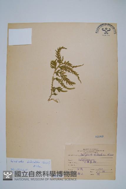 全緣卷柏藏品圖，第1張