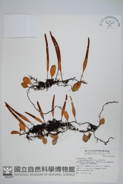 抱樹石葦藏品圖，第1張