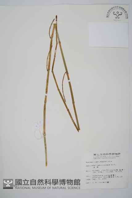 木賊藏品圖，第1張