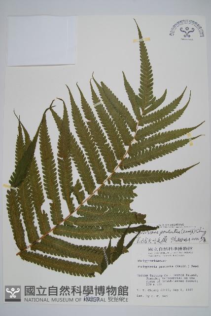 Accession Number:P000957 Collection Image, Figure 1, Total 2 Figures