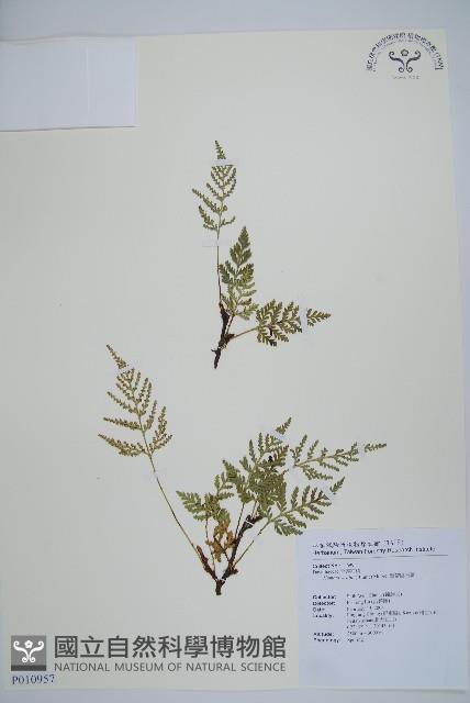 熱帶陰石蕨藏品圖，第1張