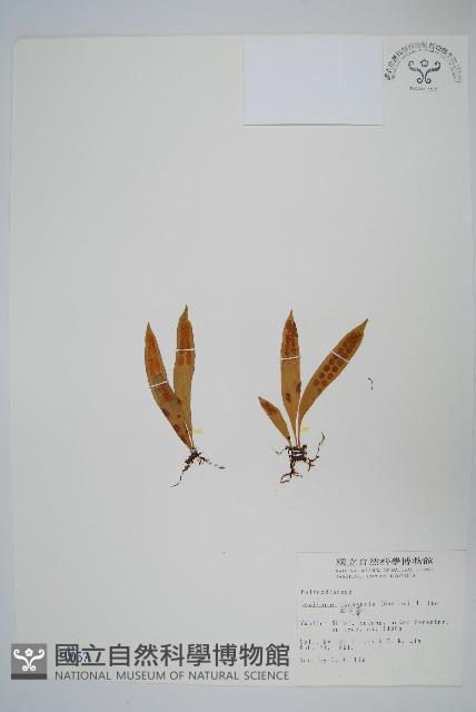 擬瓦葦藏品圖，第1張