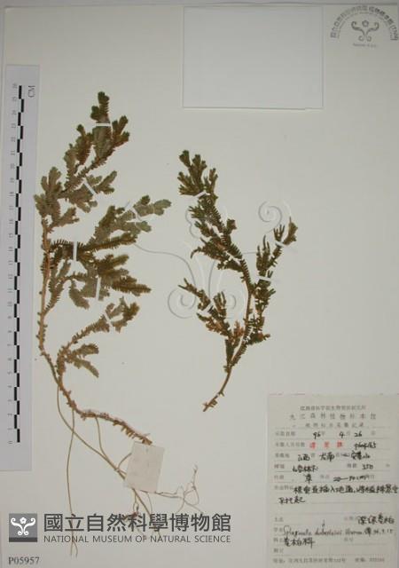 生根卷柏藏品圖，第1張