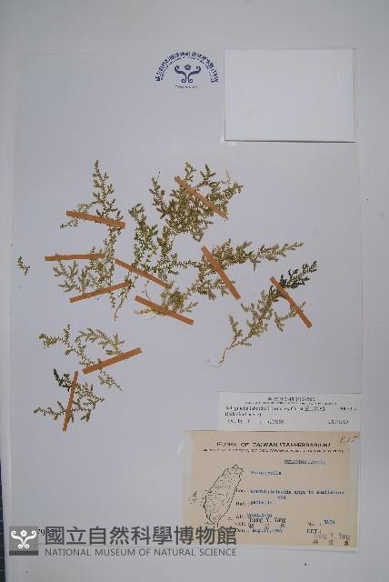 玉山卷柏藏品圖，第1張