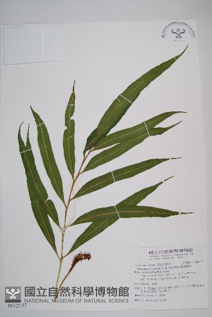 羅蔓藤蕨藏品圖，第1張