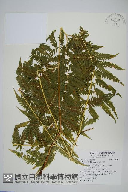 瓦氏鳳尾蕨藏品圖，第1張