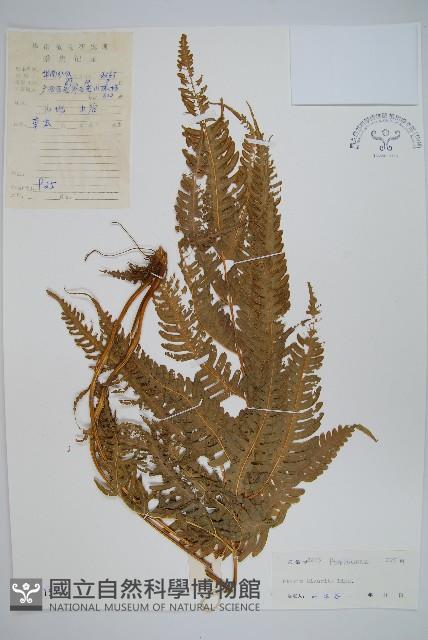 弧脈鳳尾蕨藏品圖，第1張