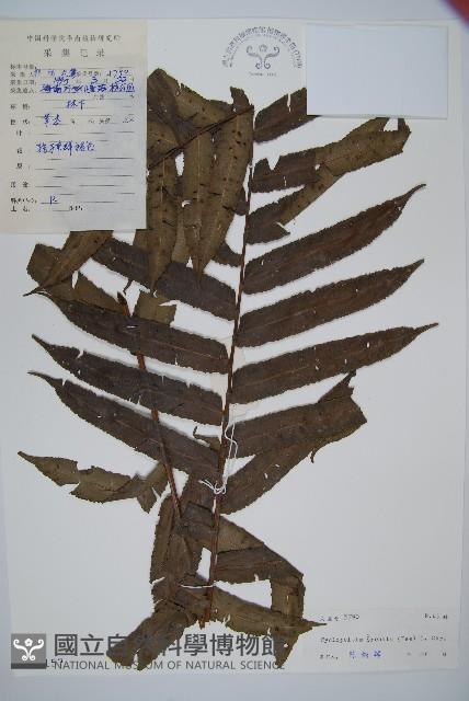 圓齒擬貫眾藏品圖，第1張