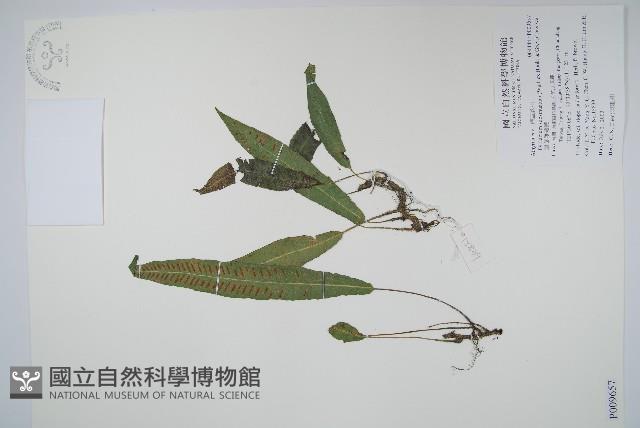 單葉雙蓋蕨藏品圖，第1張