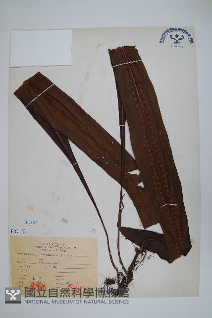 大星蕨藏品圖，第1張