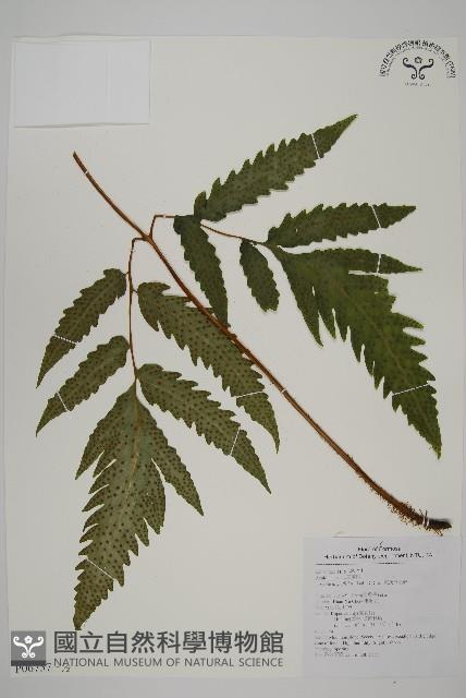葛氏三叉蕨藏品圖，第1張