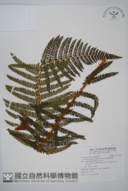 尖葉耳蕨藏品圖，第1張