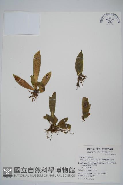 蘭嶼車前蕨藏品圖，第1張