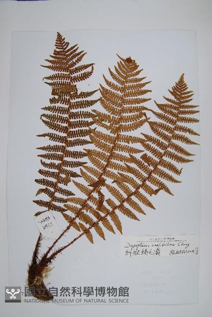 密鱗鱗毛蕨藏品圖，第1張