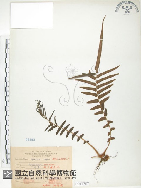 鱗蓋鳳尾蕨藏品圖，第1張