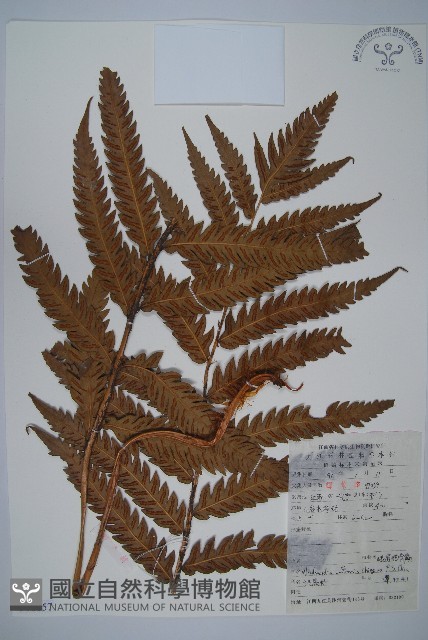峨眉狗脊蕨藏品圖，第1張
