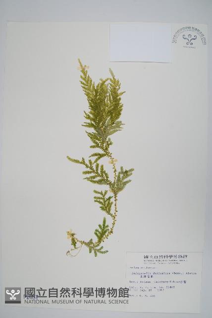 全緣卷柏藏品圖，第1張