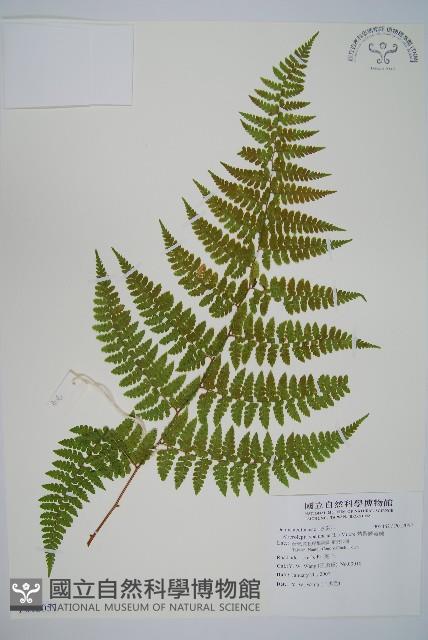 熱帶鱗蓋蕨藏品圖，第1張