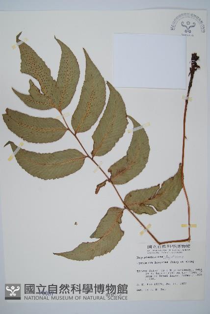 細齒貫眾蕨藏品圖，第1張