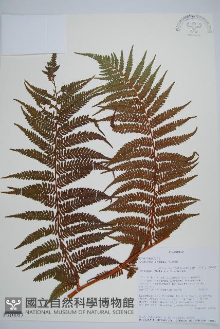 登錄號:P010057藏品圖，第1張