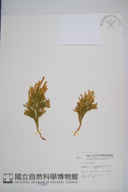 玉柏藏品圖，第1張