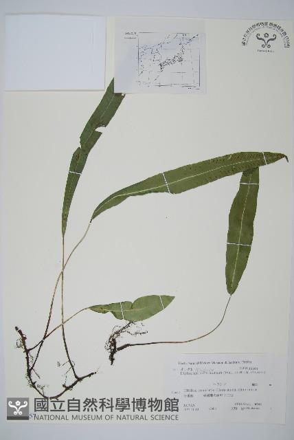 單葉雙蓋蕨藏品圖，第1張