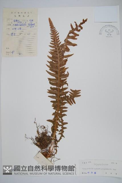 翅軸假金星蕨、短柄卵果蕨藏品圖，第1張