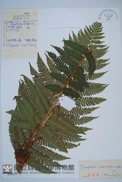 綿馬鱗毛蕨藏品圖，第1張