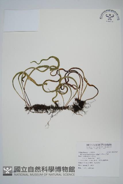 瓦葦藏品圖，第1張