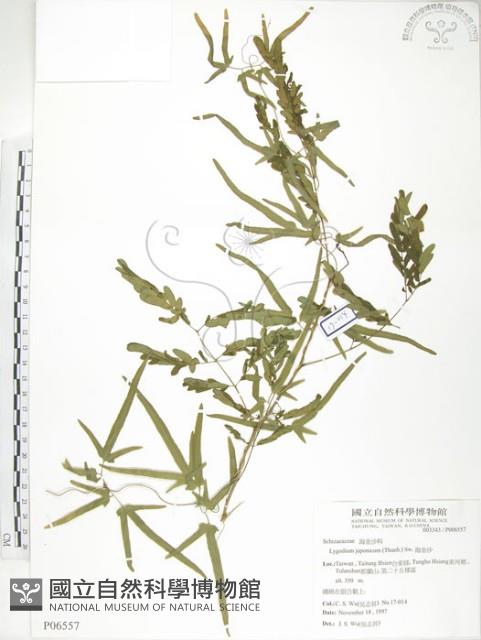 海金沙藏品圖，第1張