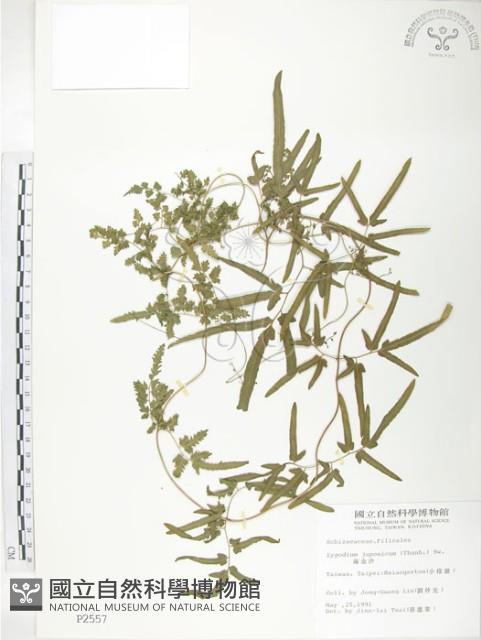 海金沙藏品圖，第1張