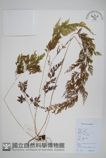 日本金粉蕨藏品圖，第1張