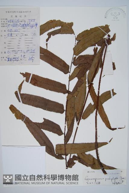 黑桫蕨藏品圖，第1張