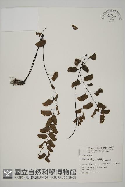 半月形鐵線蕨藏品圖，第1張