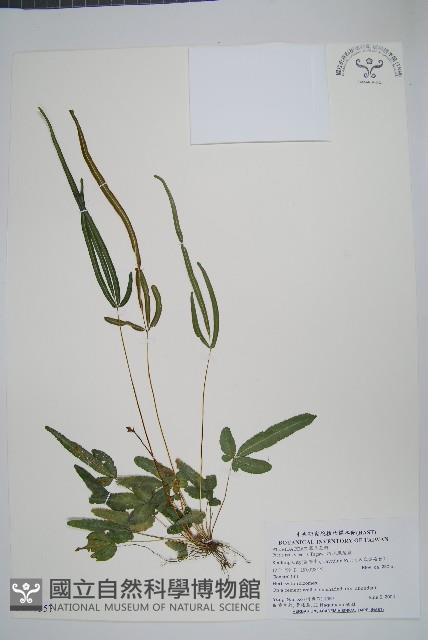 琉球鳳尾蕨藏品圖，第1張