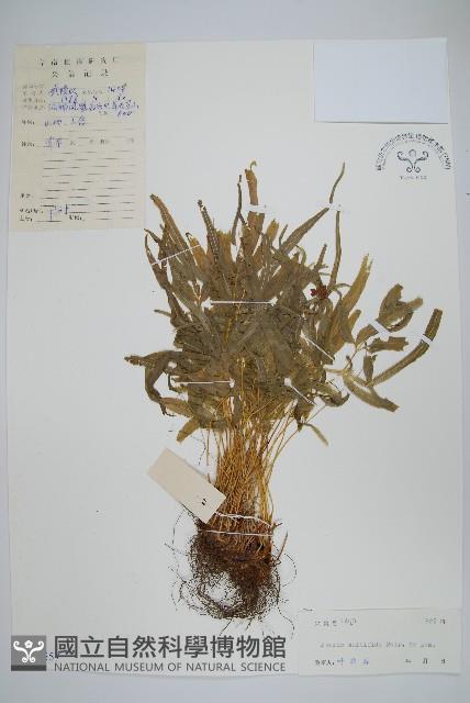 鳳尾蕨藏品圖，第1張