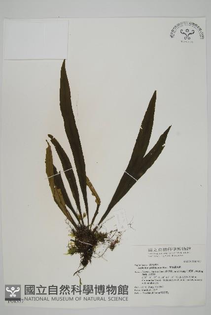 劍葉鐵角蕨、箭葉鐵角蕨藏品圖，第1張