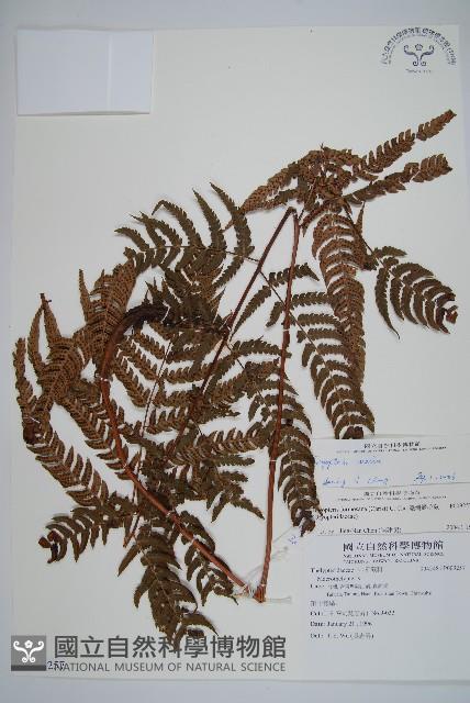 南海鱗毛蕨藏品圖，第1張