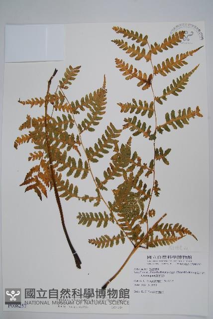 擬德氏雙蓋蕨藏品圖，第1張