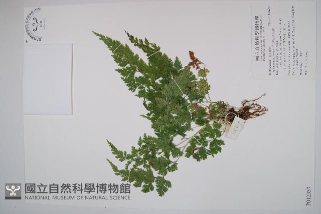 烏蕨藏品圖，第1張